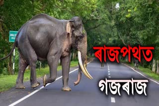 wild-elephant-on-the-national-highway-of-jonai