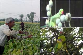 Opium Addict Parrots  pratapgarh latest news  rajasthan hindi news  opium farmers Of Pratapgarh  India is one of the largest legal producers of opium along with Afghanistan and Myanmar