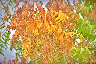 Neem Tree Drying: