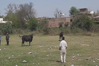 ਨਗਰ ਕੌਂਸਲ ਰੂਪਨਗਰ ਵੱਲੋਂ ਅਵਾਰਾ ਘੁੰਮ ਰਹੇ ਪਸ਼ੂਆਂ ਨੂੰ ਨਕੇਲ ਪਾਉਣ ਦੀ ਸ਼ੁਰੂਆਤ