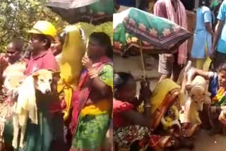 Minor Girl Married To Stray Dog  Minor Girl Married To Stray Dog in Odisha Dhenkanal  Dhenkanal tribal ritual that Minor Girl To marry dog  പ്രായപൂർത്തിയാകാത്ത പെൺകുട്ടിക്ക് നായയുമായി വിവാഹം  വിചിത്ര ആചാരവുമായി ഒഡീഷയിൽ  ദേങ്കനാൽ വിചിത്ര വിവാഹം  Minor Girl Married To Stray Dog video  നായയെ വിവാഹം ചെയ്യുന്ന പെൺകുട്ടി വീഡിയോ