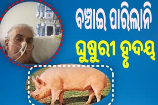 ଘୁଷୁରୀ ହୃତପିଣ୍ଡଧାରୀ ଡେବିଡ ବେନେଟଙ୍କ ମୃତ୍ୟୁ, ୨ ମାସ ତଳେ ହୋଇଥିଲା ଅପରେସନ