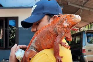 Craze of Iguanas among pet lovers in Kerala