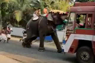 elephant turns violent at Temple at Kinassery  elephant turns violent  ആനയിടഞ്ഞു  കിണാശ്ശേരി ചേർമ്പറ്റ ഭ​ഗവതി ക്ഷേത്രം  ഇടഞ്ഞ ആനയെ തളച്ചു