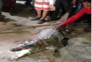 crocodile entered village of shivpuri