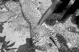 leopard dies Chikkaballapur