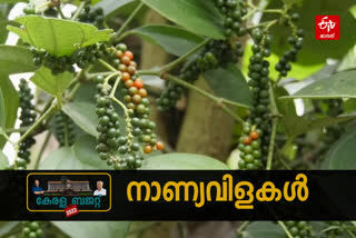 Kerala budget 2022  Kerala budget 2022 Cash crop plan  കേരള ബജറ്റില്‍ നാണ്യവിളകള്‍ക്ക് പ്രത്യേക പരിഗണന  കേരള ബജറ്റില്‍ നാളികേര വികസനത്തിന് 73.9 കോടി  കേരള ബജറ്റില്‍ കശുവണ്ടി വികസനത്തിന് 30 കോടി  fun allocations for Cash crop plan kerala budget