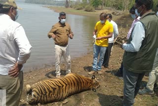 tiger-died-in-bandipura-protected-forest-area