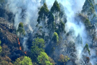 kodaikanal-forest-fire-2022