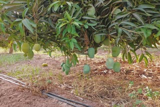 Mango Cultivation in Kutch : ચાલુ વર્ષે કચ્છ જિલ્લામાં કેરીનું થશે મબલક ઉત્પાદન, જાણો ક્યાં કેટલું વાવેતર છે