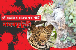 leopard killed again in Digboi