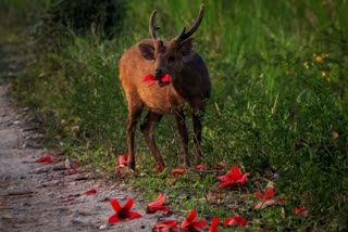 Kaziranga National Park Safari in India, indian wildlife, flora and fauna in india,  india wildlife photography, jungle safari india