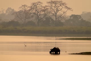 Kaziranga National Park Safari in India  indian wildlife  flora and fauna in india  india wildlife photography  jungle safari india  ഒറ്റ കൊമ്പൻ കാണ്ടാമൃഗം  അസമിലെ കാസിരംഗ ദേശീയ ഉദ്യാനം  ജീപ്പ് സഫാരി നടത്തുന്ന വിനോദസഞ്ചാരികൾ.  ഇന്ത്യൻ വൈൽഡ് ലൈഫ്