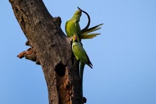 In pictures: The Kaziranga National Park Safari, India