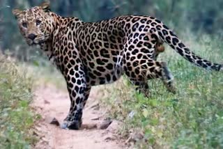 Sheopur leopard came in front of tourist car