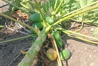 Jabalpur farmer destroyed papaya cultivation