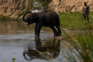 काझीरंगा राष्ट्रीय उद्यानातील छायाचित्र