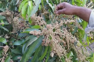 Saffron mango of Junagadh: ગીરના આંબામાં મોર આવવાની સાથે રોગચાળો જોવા મળતા ઉત્પાદનમાં ઘટાડાની શક્યતા