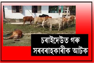 cattle-smuggler-arrest-in-charaideo
