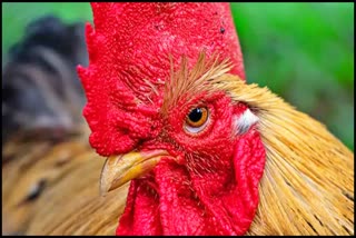 Person reached DC office with dead cock