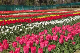 tulip garden in palampur