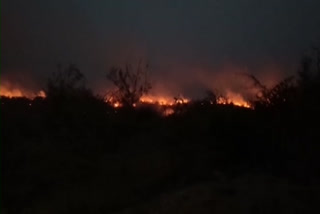 Fire In Forest