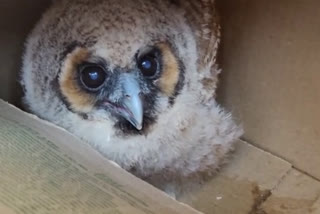 ramakkalmedu barn owl  രാമക്കല്‍മേട് വെള്ളിമൂങ്ങ  വിനോദസഞ്ചാര കേന്ദ്രം വെള്ളിമൂങ്ങ  ഇടുക്കി വെള്ളിമൂങ്ങ  idukki barn owl