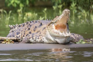 Crocodile in pond