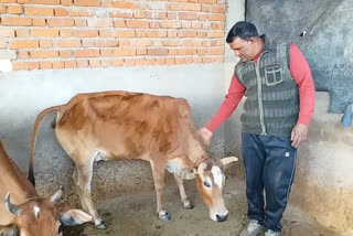 Desi cows