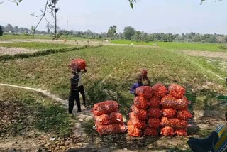 hoogly potato production