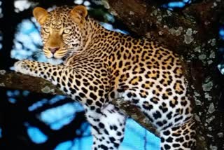 Leopard Creates Panic at Beerwah