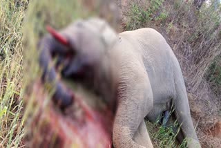 Elephant Death