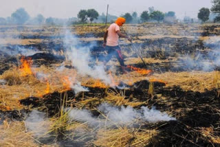 पराली