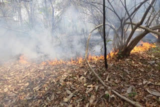 Fires that broke out in a forest area