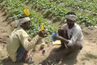 Farmers benefit from drip irrigation system in Kaimur