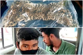 Leopard Killed