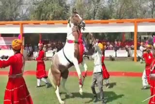 marwari-horse-show-begins-in-jodhpur-rajasthan