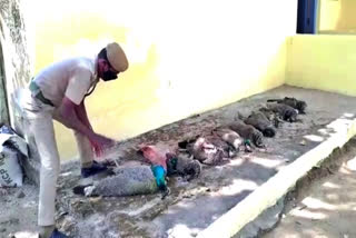 21 peacocks died near Tiruppattur:  a farmer has arrested