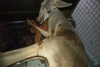 Caged Australian Kangaroo in Barobisha Outpost