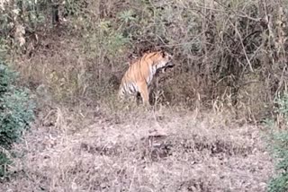 Tiger movement in Pachmarhi