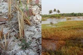 Karivellur villagers about salt water spread  Karivellur kuniyan people about lack of drinking water  കരിവെള്ളൂരില്‍ ഉപ്പുവെള്ളം കയറി വയലുകള്‍ നശിച്ചിട്ട് വര്‍ഷങ്ങള്‍  കരിവെള്ളൂരില്‍ വേനലില്‍ കുടിവെള്ളം കിട്ടാക്കനി  കണ്ണൂര്‍ ഇന്നത്തെ വാര്‍ത്ത  Kannur todays news