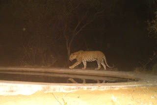 jhalana leopard reserve