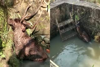 Sambar deer rescued by ladder in Idukki Marayoor  Sambar deer rescued by a ladder after falling into pond in Idukki Marayoor  മ്ലാവ് കുളത്തിൽ വീണു  മ്ലാവ് കിണറ്റിൽ വീണു  കുളത്തിൽ വീണ മ്ലാവ് രക്ഷപ്പെടുത്തിയത് ഏണിയിറക്കി  കുളത്തിൽ വീണ മ്ലാവിനെ ഏണി ഉപയോഗിച്ച് കരയിലെത്തിച്ചു  Sambar deer fell into pond  Sambar deer rescue Video  mlaav rescue video