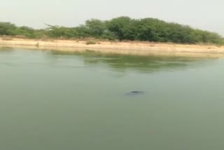 dead body found in chambal canal