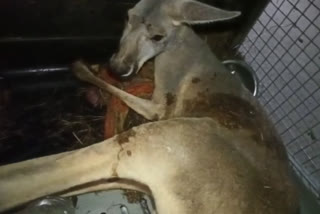 Kangaroo rescued in Bengal two held