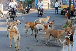 Canine distemper  Canine distemper disease for dog  തെരുവുനായ്ക്കളിൽ വീണ്ടും കാനന്‍ ഡിസ്റ്റംബര്‍  വൈറസ് ബാധയുമെന്ന്‌ മൃഗസംരക്ഷണവകുപ്പ്