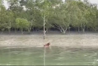 Tiger Captured In Sundarban