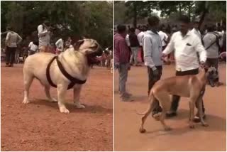 Dog show in Vijayapura police ground