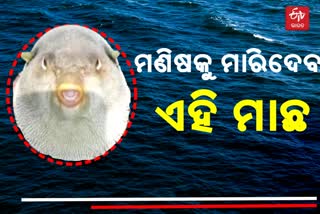 Poisonous Fish : ମତ୍ସ୍ୟଜୀବୀଙ୍କ ଜାଲରେ ପୃଥିବୀର ଦ୍ବିତୀୟ ବିଷାକ୍ତ ମାଛ