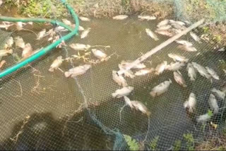 കുളത്തില്‍ വിഷം കലക്കി  കൊല്ലം മത്സ്യകൃഷി വിഷം കലക്കി  കുളം സാമൂഹ്യവിരുദ്ധർ വിഷം കലക്കി  fish found dead in kollam pond  poisoning fish found dead  kollam poison in fish pond
